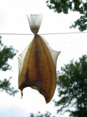 nature food fish dried dead hanged hung plaice fin