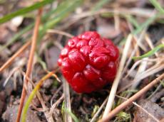 raspberry forest floor needles leaves red fruit 