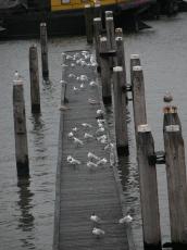 gull gulls nature animals birds wharf wood pole poles
