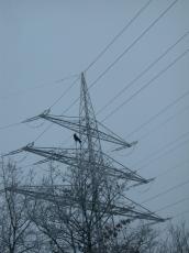 power lines crow snow cold christmas winter tree grey