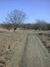 nature landscapes trees path footpath kennemerduinen road dirtroad winter