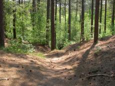 paul nature landscapes forrest woods ferntrees needles dirtroad pine pinewood pinewoods