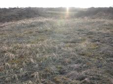nature landscapes dunescapes grass rough