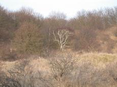 nature landscapes dunescapes woods forrest trees branches winter brown bushes
