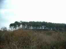 maartent hills forest trees hill dunes