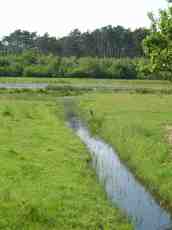 maartent nature meadow forest field ditch 