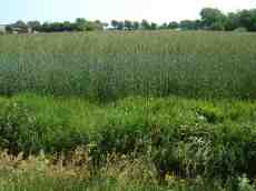 maartent field grain food crops grass texture