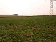 farmland field green power lines maartent 