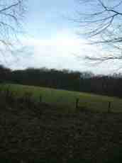 maartent field grass green hedge forest