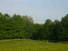 paul meadow green grass tree trees animals cow cows cattle