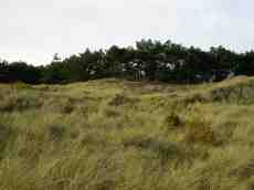 paul dunes schoorl forest grass 