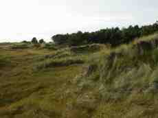 paul dune dunes hill hills nature trees autumn green