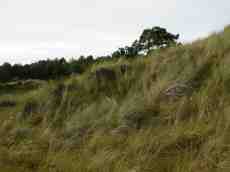 paul dunes grass dutch coast nature forest