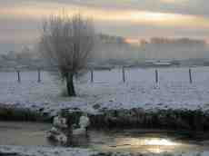 paul white swan swans snow brook frost sky 