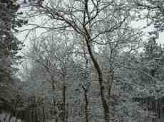 paul winter forest trees bare cold frost snow white