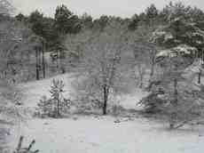 paul forest nature snow blanket winter trees white cold