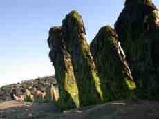 strange seaweed fungus green growth stones covered beach