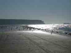 nature landscapes beachscapes cliffs gulls birds animals beach sea ocean