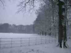 snow white trees tree line fence landscape