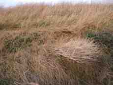 dune dunes straw grass brown dried