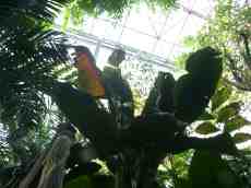 plant dense jungle greenhouse huge plants growth growing thick