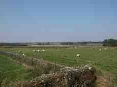 field sheep grazing rural view vista nature
