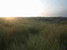 dunes fields rolling grass sunset field warm green
