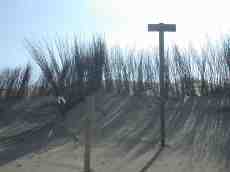nature landscapes dunescapes sign netherlands branch branches dunes sand beachscape beach fence barbwire