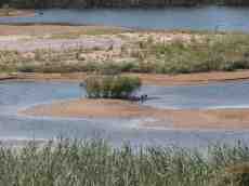 water pond stream sand bush