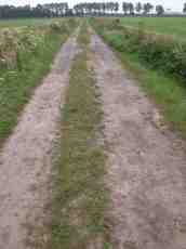 nature landscapes road dirtroad horizon trees