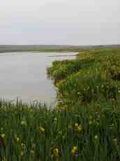 dune lake daffodils narcissus shore