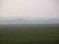 meadow grass field forest mist