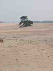 beach sand dune dunes tree lonely lonesome barren desert deserted island