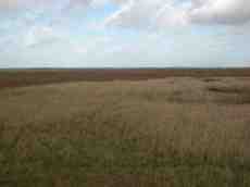 landscape plain grass