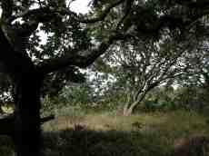 forest bush bushes grass