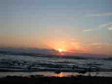 nature landscapes beachscapes animals birds gull seagull seagulls gulls waves sunset dusk dawn sunrise
