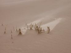 beach sand wind grass gush brown hors helm