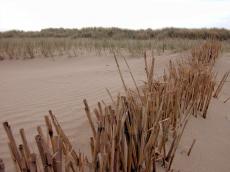beach dune horizon grass helm reet planted sand