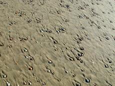 beach flood shell shells texture pattern sand diagonal wet ground earth
