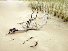 beach debris bark twig stick dune lying desert deserted bleach empty