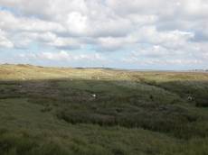 grassland sheep dune dunes