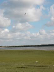 gull seagull flying field water
