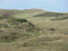 nature landscapes hills dunes dunescape grass marram marramgrass