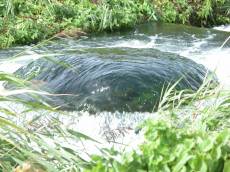 stream brook vegetation rock