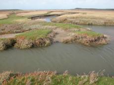 grass helm water stream natural