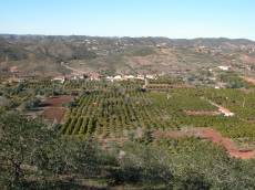 nature landscapes orchard aerial trees hills portugal