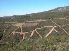 hill hillside path trail trails bush bushes green
