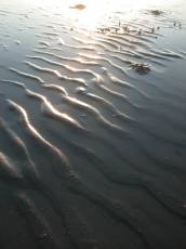  beach crab water reflection sand wet