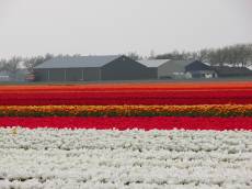 flowers field bulbs row rows dutch stripes red white