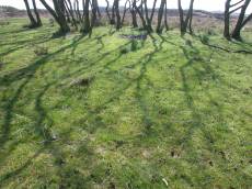 moss trees forest shadows